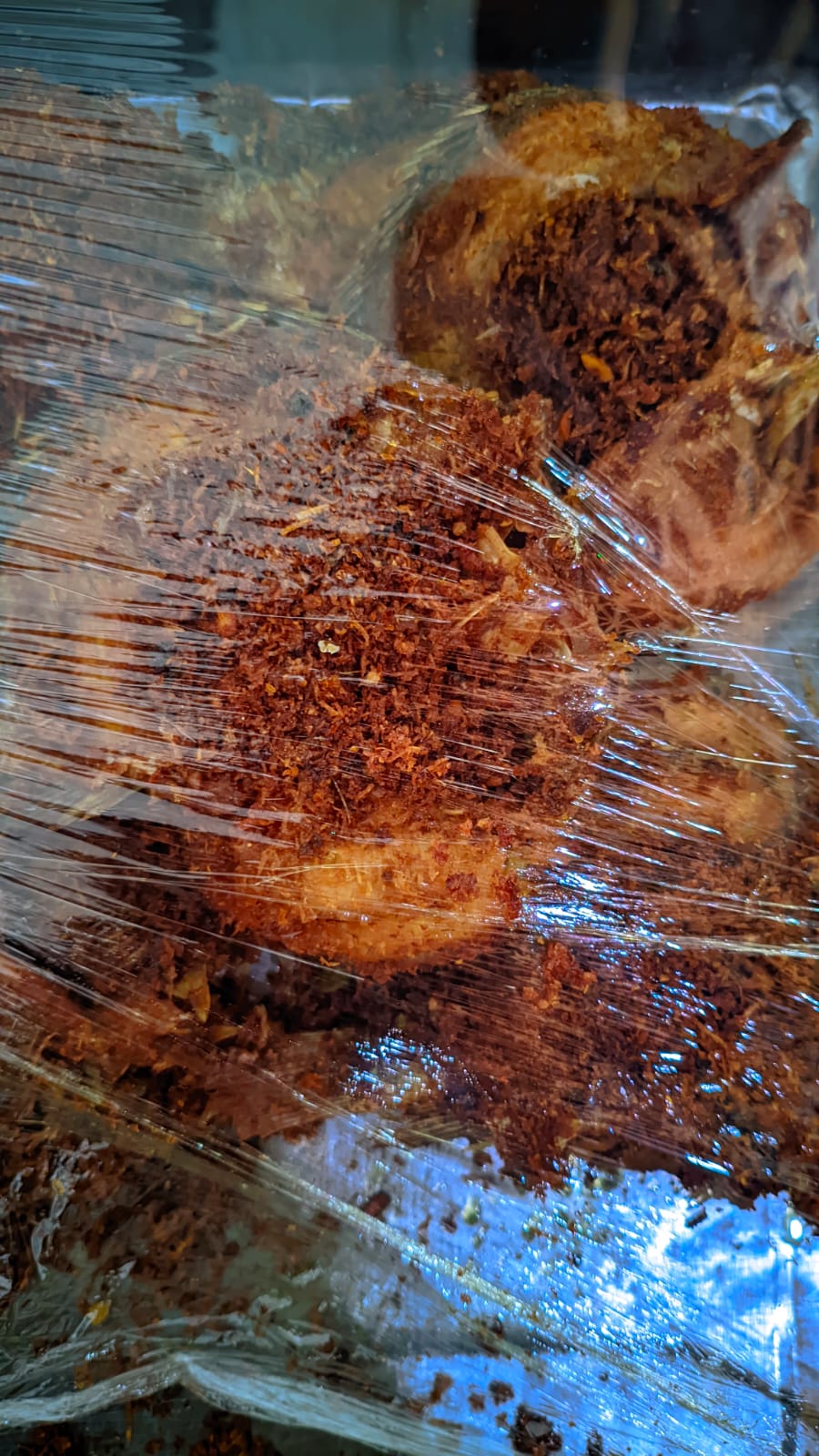 Ikan Mujaer